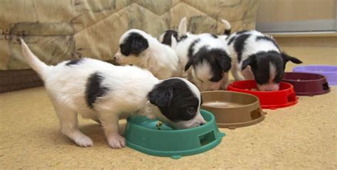 How Often Should I Feed My Dog? | Puppies Club