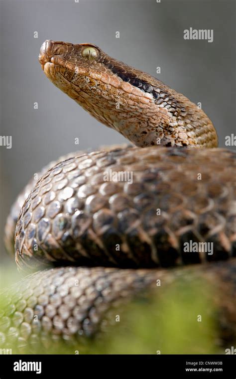 Asp Viper Aspic Viper Vipera Aspis Portrait France Alsace Stock