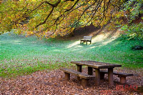 Picnic Area On A Beechwood Forest In Autumn Mikel Bilbao Photos