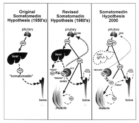 Evolving Concepts Of The Somatomedin Hypothesis With Permission From