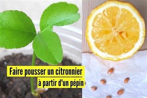 Comment Faire Pousser Un Citronnier Partir D Un P Pin Le Tuto Facile