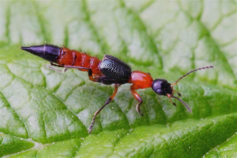 Musuh Alami Predator Predator Dan Parasitoid Utama Ulat Pengorek Batang