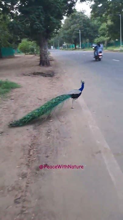 Peacock Run Away 🦚 Peacock Kalkimovie Status Relax Cartoons