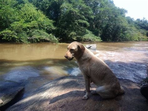 Morre Cadela Que Atuou Nas Buscas Em Brumadinho Brasil Pleno News