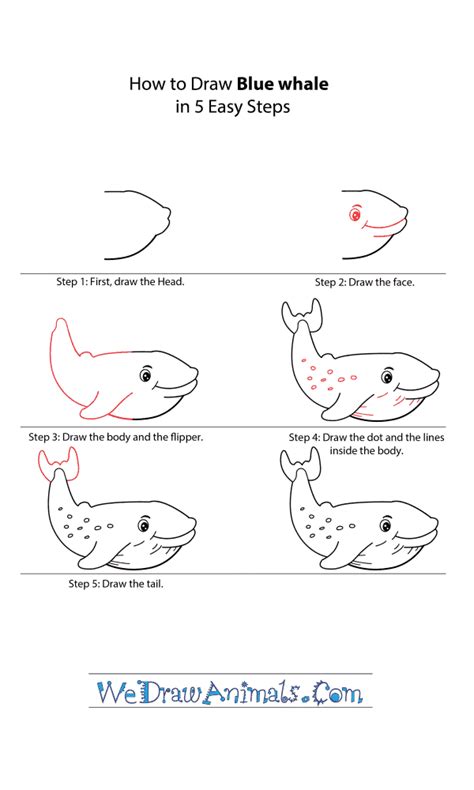 How to Draw a Cartoon Blue Whale