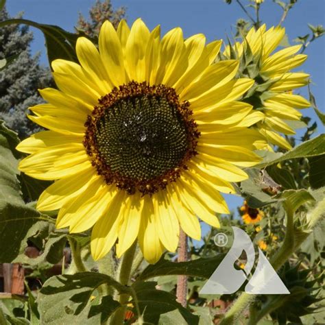 Sunflower 'Moonshine' (Helianthus annuus) | Applewood Seed Company