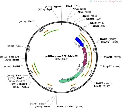 Addgene Pcdna Puro Tagbfp β Actin 3′utr 24xms2