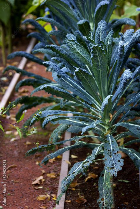 Foto De Kale Cabbage Tuscan Kale Lacinato Or Lahana Plant Winter