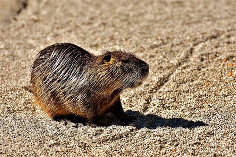 Bóbr Szczur Nutria Wodny Darmowe zdjęcie na Pixabay