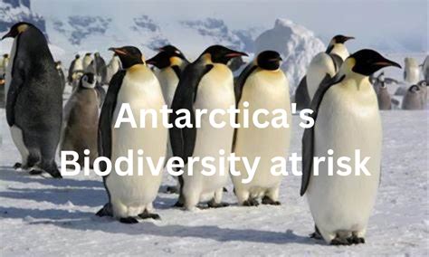 Antarctica S Biodiversity At Risk Emperor Penguins Could Be Extinct By