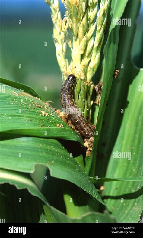 Corn Earworm Helicoverpa Armigera Armigera Is A Moth Native To Central And Southern Europe