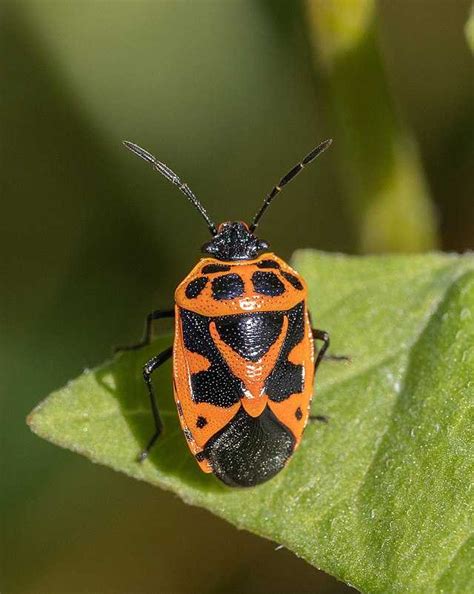 Eurydema dominulus - Wikiwand
