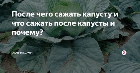 После чего сажать капусту и что сажать после капусты и почему? | САД В ...