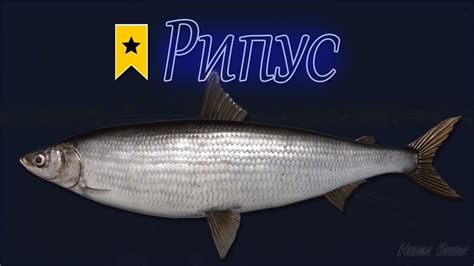 РИПУС - Трофей на Ладожском Архипелаге 🎣 РР4 - YouTube