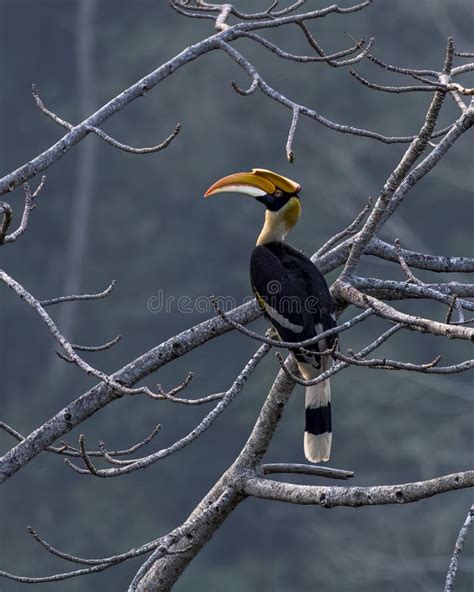 Great Hornbill Or Buceros Bicornis Observed In Rongtong In West Bengal