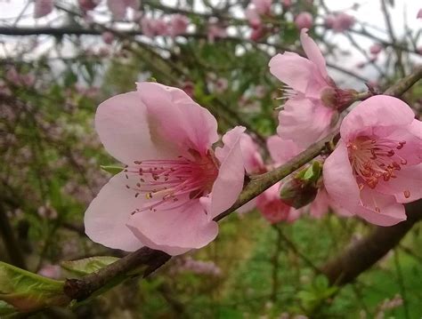 Everything To Know About Dwarf Peach Tree Plantly