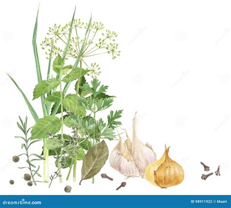 Watercolor Herbs And Spices Stock Photography Cartoondealer