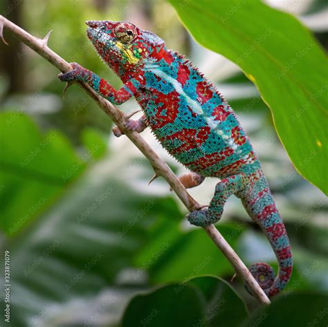 Panther Chameleon - Furcifer pardalis, Madagascar. Beautiful lizard ...