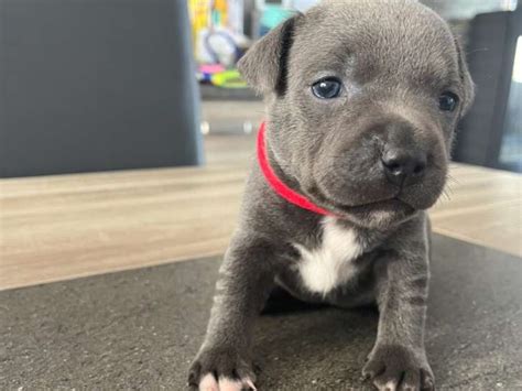 Chiots Staffie Bleus à Vendre Petite Annonce Chien