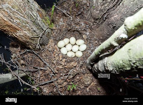 Mallard Duck Eggs Hi Res Stock Photography And Images Alamy