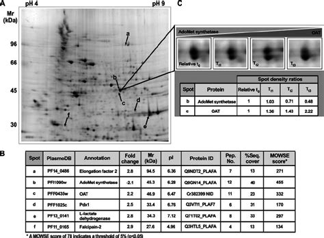 Two-dimensional gel electrophoresis illustrated with a typical gel ... 