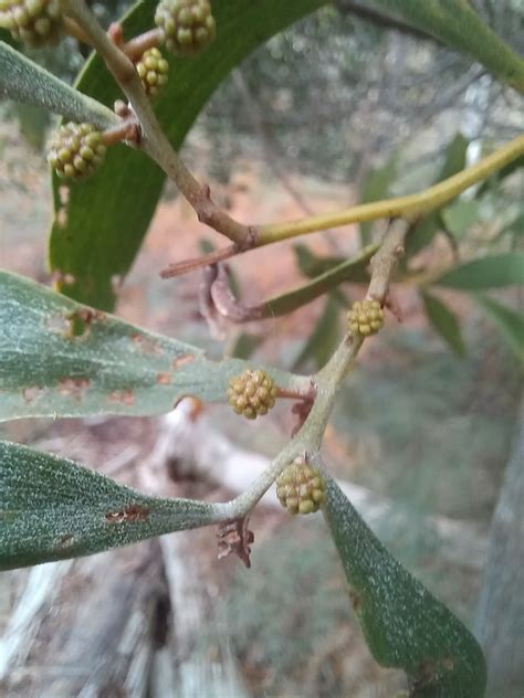 Blackwood In July By Kjell Knable Inaturalist