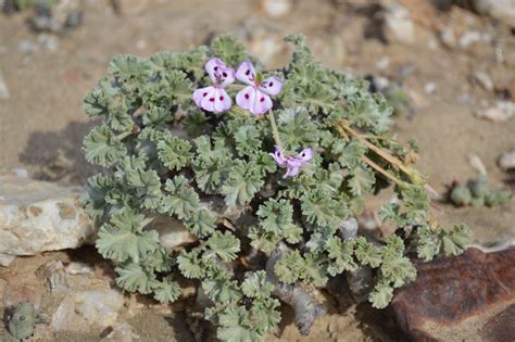 Pelargonium Crassicaule L Hér