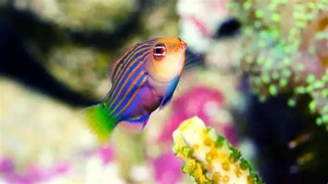 The Six Line Wrasse - Everything You Need To Know About This Awesome Fish