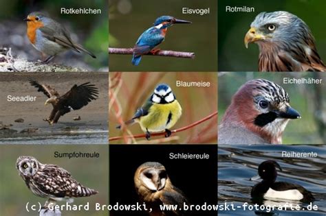 Alle Vogelarten Bestimmen Heimische Vogelarten Erkennen Bilder Mit