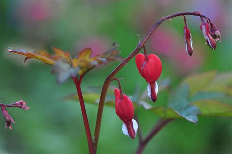 Bleeding heart flower Dicentra spectabilis Valentine Cœu Flickr