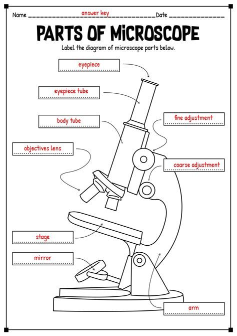 15 Printable Microscope Worksheet Free PDF At Worksheeto