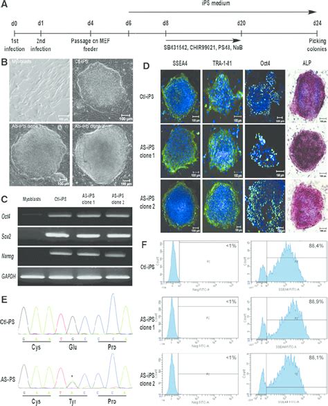 Generation And Characterization Of Control And As Ips Cells A A