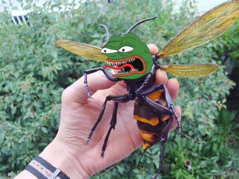 Pepe Bee Rpepethefrog