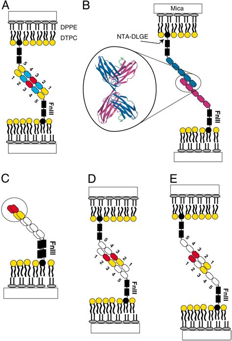 Mechanism Of Homophilic Adhesion By The Neural Cell Adhesion Molecule