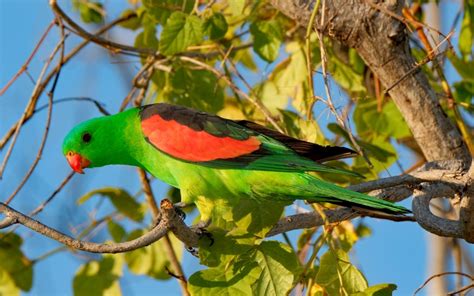 Red Winged Parrot Aviculture Hub