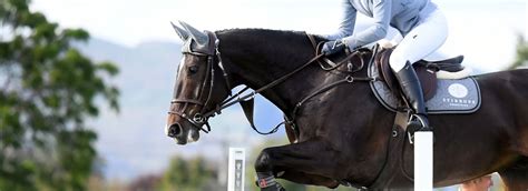 Hanoverian Horse Jumping