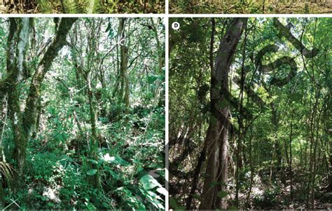 Variantes De Vegetaci N De La Rbsat A Selva Baja Caducifolia B