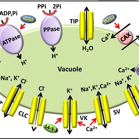 Pdf Role Of Vacuolar Membrane Transport Systems In Plant Salinity