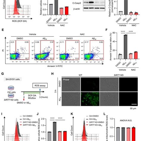 Sirt7 Deficiency Inhibits Aβ Induced Ros Generation A Intracellular