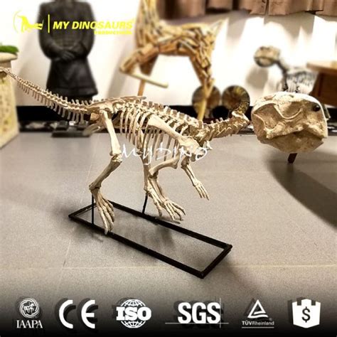 Small Size 83cm Museum Quality Psittacosaurus Skeleton Model