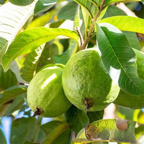 Hoja De Guayaba