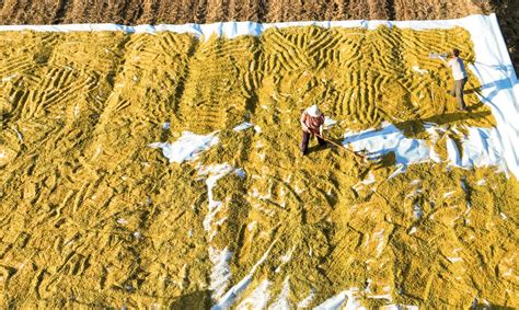 Chinacanvas The Bountiful Harvest Season Of Millet In East Chinas