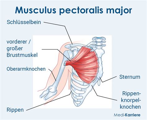 Brustmuskel Definition Und Funktion Medi Karriere