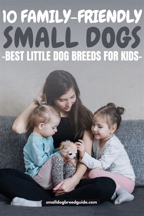 10 Best Small Dog Breeds For Kids - Family Friendly Little Dogs - Small ...