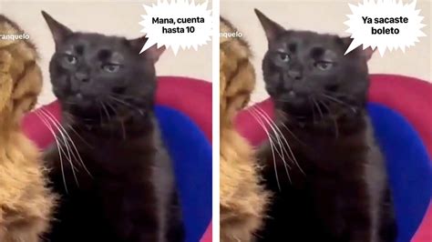 Gato Negro Inunda Las Redes Con Memes Por Su Mirada Fija Y Juzgadora