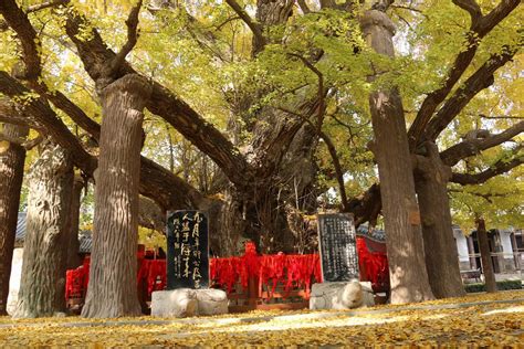 莒县十大景区 莒县的风景 山东莒县旅游景点 第12页 大山谷图库