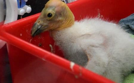 Nace tercer polluelo de cóndor de California en el Zoológico de