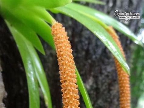 Oberonia Mucronata Currlin Orchideen