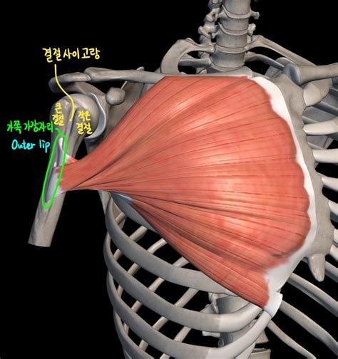 [몸통 근육] 가슴 근육 가슴근부위 네이버 블로그