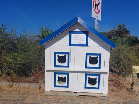 Portim O J Instalou Os Primeiros Abrigos Para Col Nias De Gatos Cats